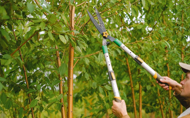 Tree trimming in Willow Grove, PA